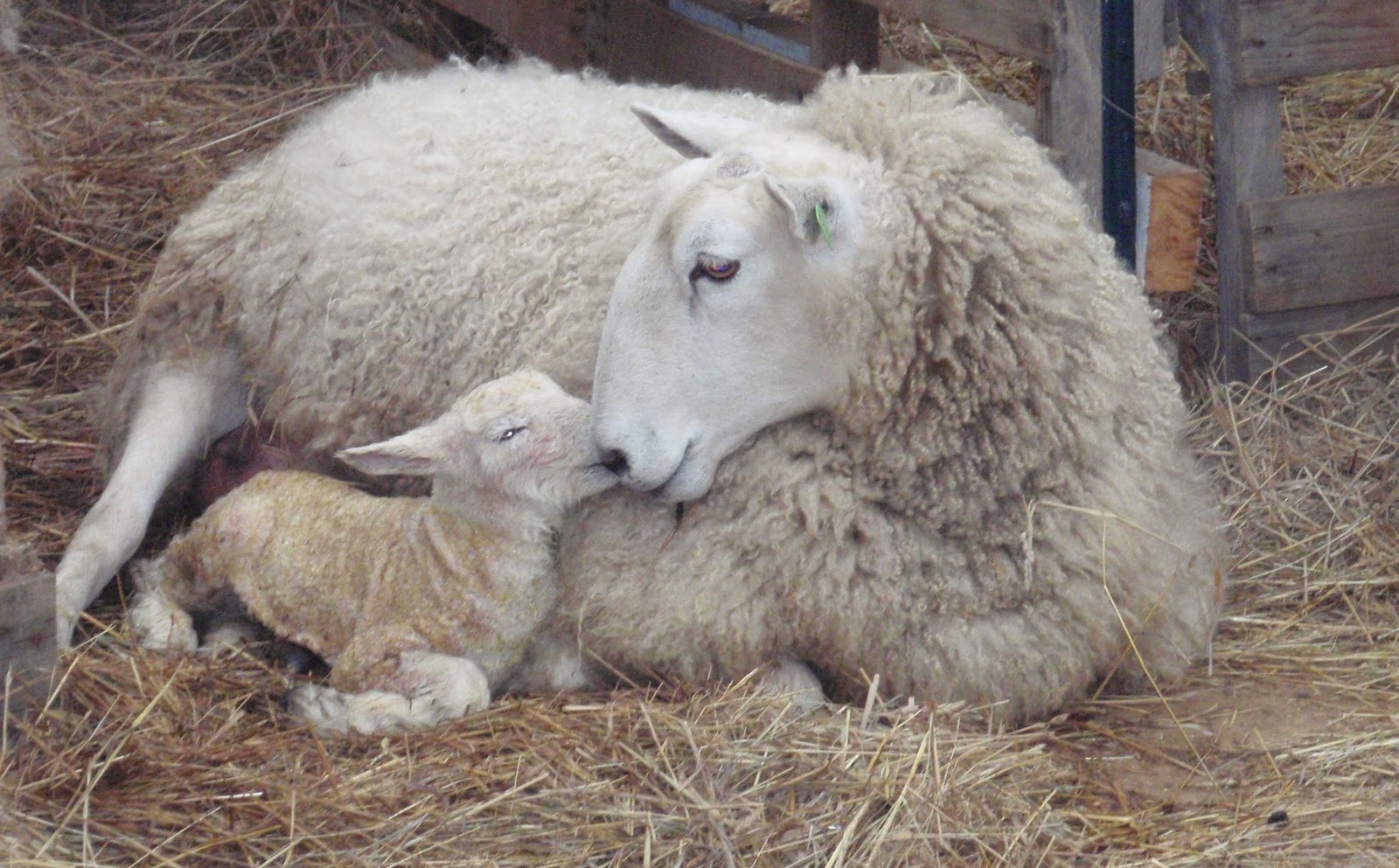 mountain laurel montessori farm school ewe with newborn lamb 2011-1