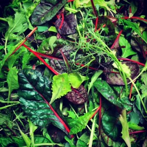 Super Greens Salad Mix 2015